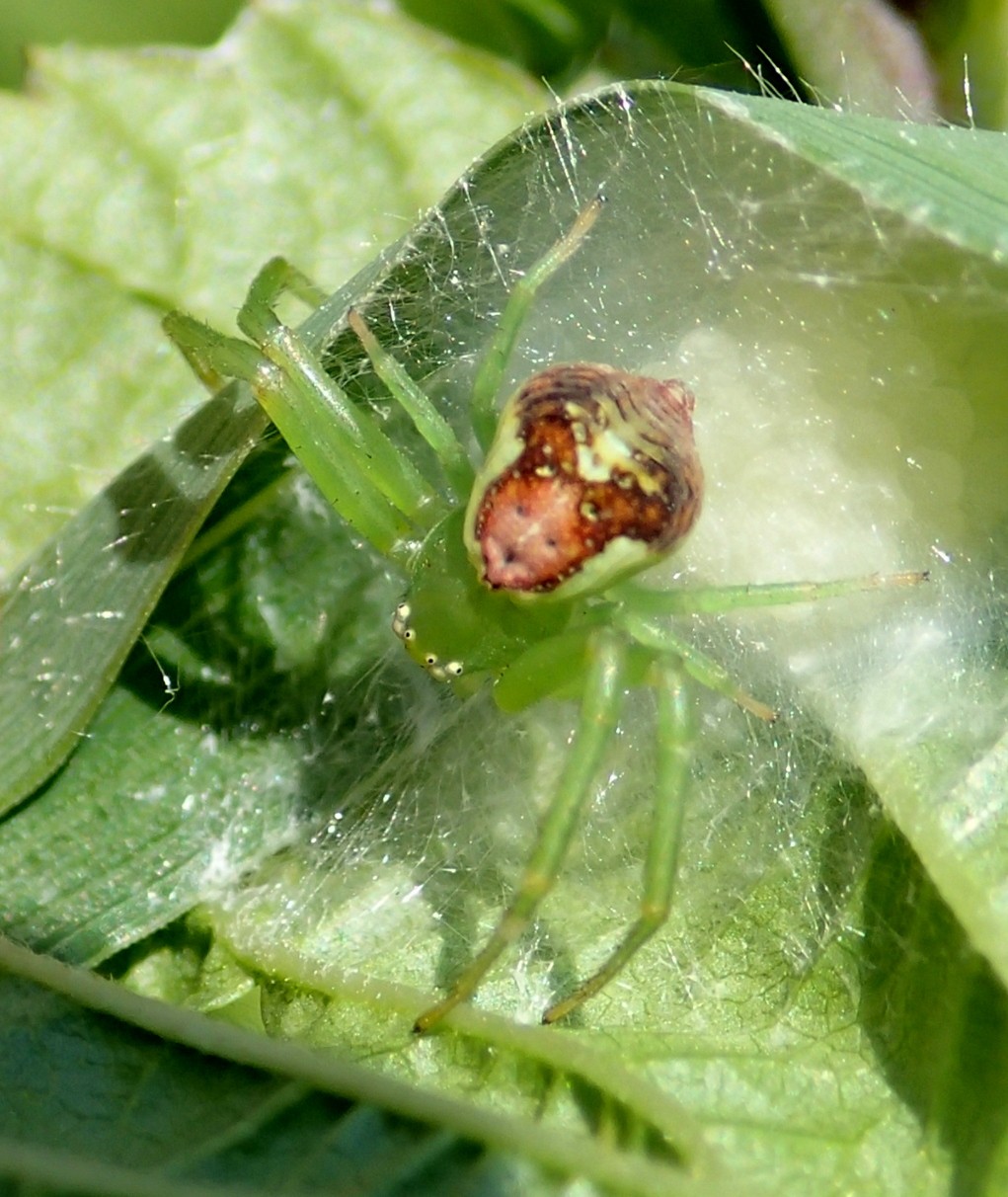 Ebrechtella tricuspidata con ovisacco - Lughignano (TV)